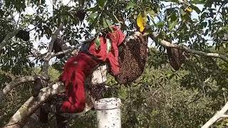 RENTAN PATAH❕Hati-Hati kalau Memanen Madu di Pohon seperti ini, Auto Jungklik.. Pohon Nangka Hutan,.