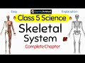 Class 5 science skeletal system