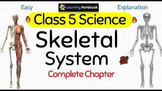 Class 5 Science Skeletal System screenshot 1