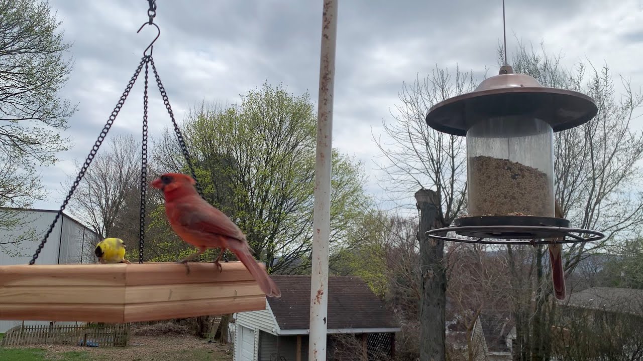 Backyard Bird Feeder Cam 04/06/2023 Eastern Pennsylvania YouTube