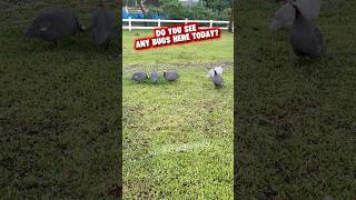 Why are there no bugs today? #bugs #bird #petreels #animallife #farmlife #animals