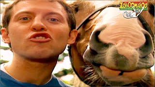 Zoboomafoo with the Kratt Brothers! HD | Full Episodes Compilation 11