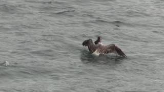 Mink Versus Gull on the Cape Cod Canal 7/14/17
