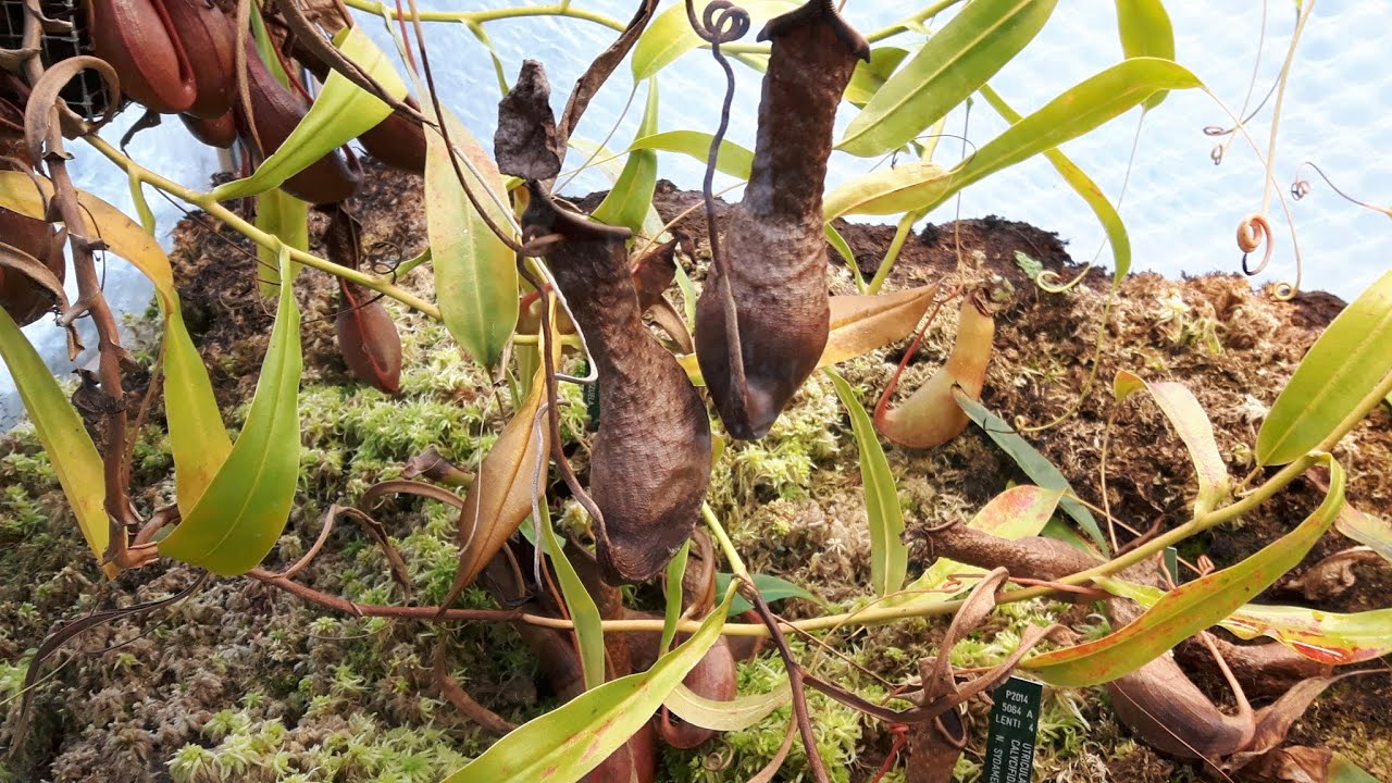 Video 03 15. april 2016 København - Botanisk Have, Palmehuset