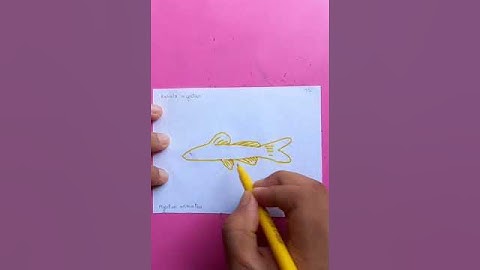 kerala mystus fish | original video tutorials #satisfying #creativeart #drawingforbeginners