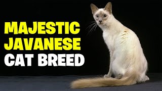 Unveiling the Majestic Javanese Cat Breed -A 101 Guide by All Cats 650 views 5 months ago 12 minutes, 4 seconds