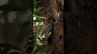 Beautiful And Precious Yellowheaded Woodpecker 