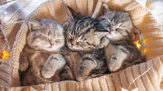 24 Hours Sleep Music for Cats - Music to Help Your Cat Sleep, Comfortable Sleep, Stress Relief💤