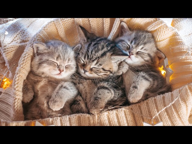 24 Hours Sleep Music for Cats - Music to Help Your Cat Sleep, Comfortable Sleep, Stress Relief💤 class=