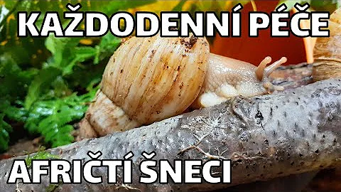 Co se zobrazuje na jazyku?