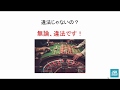 山本太郎 「ほんとうに悲しい これが国会なの？」 カジノ法案の反対討論と可決 12/13参院・内閣委員会 - YouTube