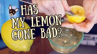 Signs a Lemon is Too Old