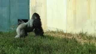 Huge Gorillas Clapping And Chasing
