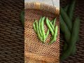 Fava Bean Harvest #todaysharvest #gardentoplate #gardentotable #gardenharvest #gardenharvestwithme