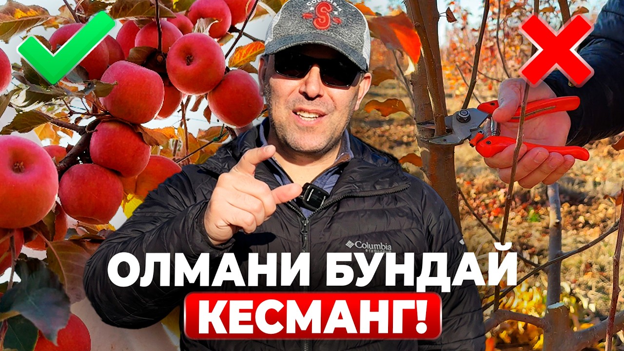 ОЛМА КЕСИШНИНГ ОЛТИН ҚОИДАСИ ҲАМ ШАКЛ ҲАМ ҲОСИЛ! | ШУҲРАТ АБРОРОВ #shuhratabrorov #kesish #olma