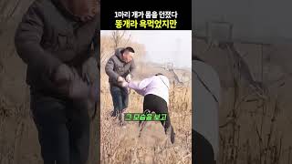 돌에 깔릴 뻔한 여자, 몸 던져 구한 개 | 은혜를 원수로 갚았더니 벌어진 일 #강아지 #반려견 #유기견