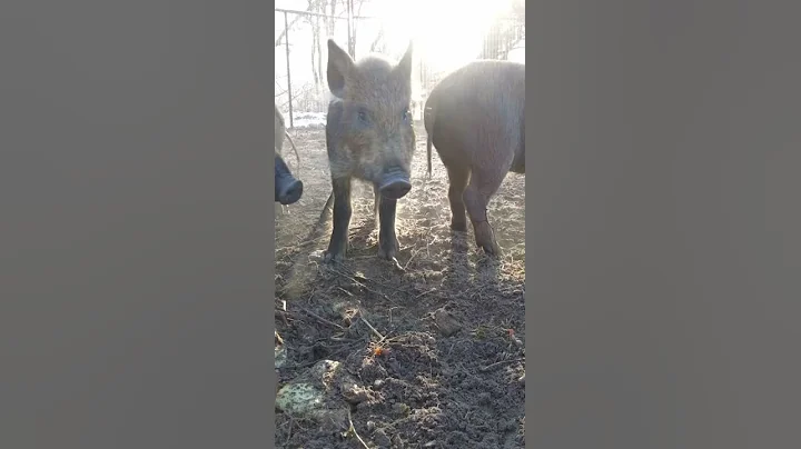 Feral Hogs trapped on peanut butter LRA!  The swine population is growing out of control.