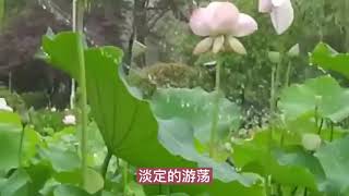 小琢一首《泛水河塘》甜美动听，沁人心扉，令人心旷神怡！