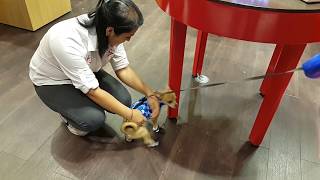 Sevimli Köpeğim Badi Arkadaşını Göremeyince Dükkanı Hemen Terketti (Dog Chihuahua Buddy Şivava)