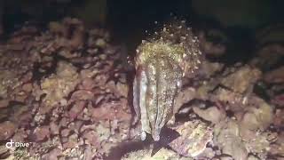 Cuttlefish on night dive