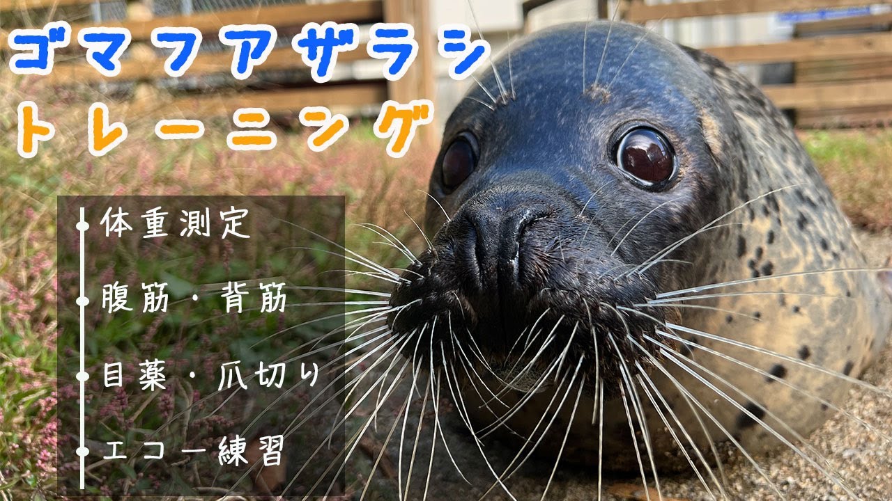 【完全解説】ゴマフアザラシのトレーニングを公開します！【腹筋もできるよ】