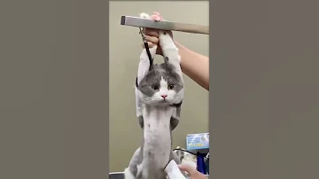 shaving cat😂😂😂