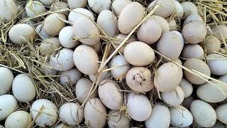 😱🐓أجيو تعرفوووو على أثمنة البيض🥚حتى دجاج بلدي🐔في أحد أسواق مغربية🇲🇦👍