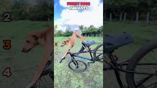 Funny Dogs Moments 😂😂 #dogs #dog #pets #pet #funnydogs #usa #usashorts