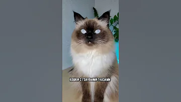 Как определить характер котика по цвету глаз #кот #коты #shorts