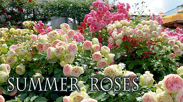 Summer Roses of Keisei Rose Garden 2022. #京成バラ園   #4k  #rose