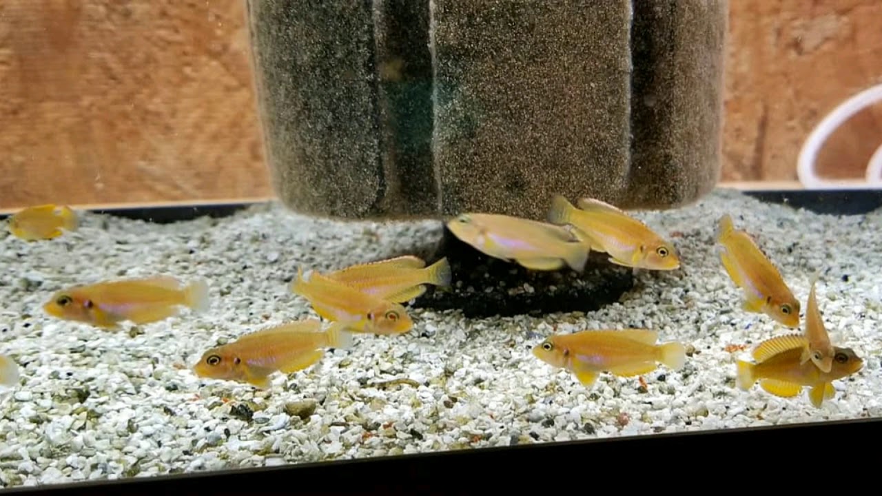Lamprologus Ocellatus Gold 2 month old fry YouTube