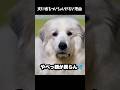 嘘つくと顔面が大変なことになる愛犬　　#グレートピレニーズ #大型犬 #愛犬 #かわいい犬 #greatpyrenees