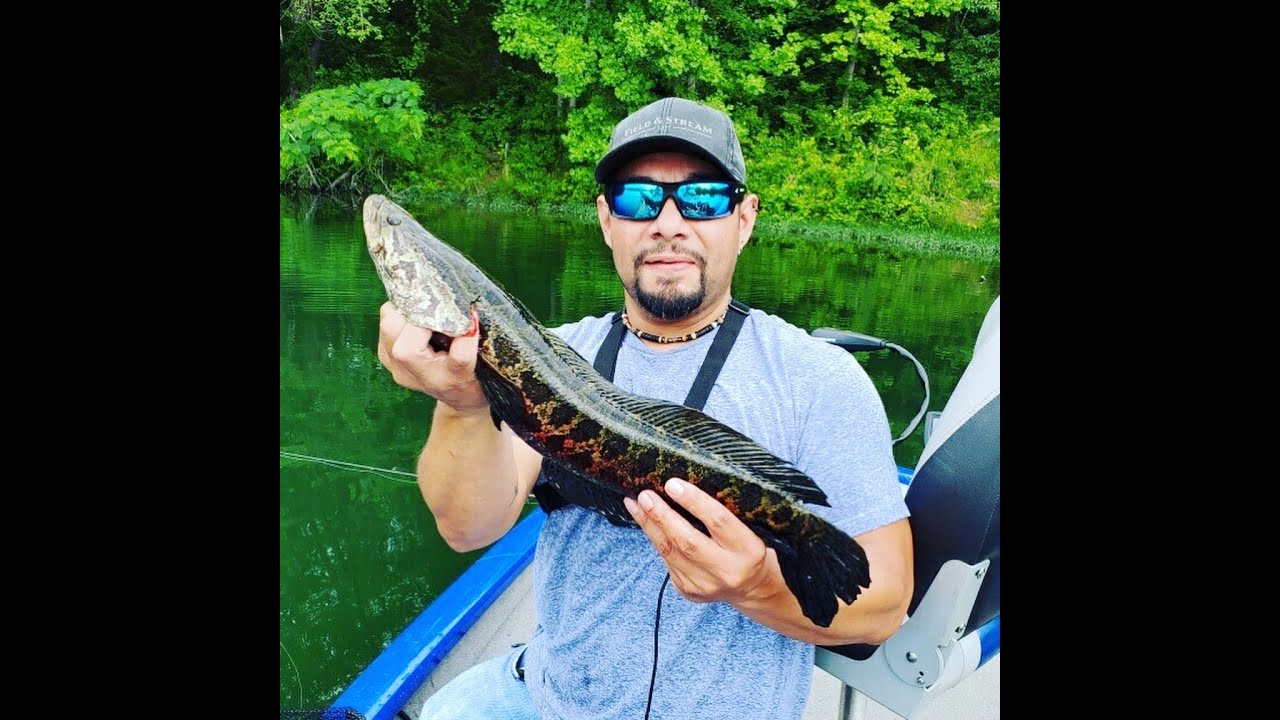 Northern Snakehead at the local lake!  Little Seneca, Black Hills,  Cabin  Branch.