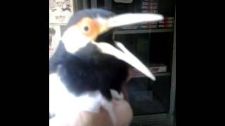 Download Lagu Jalak suren rasa MB (mas Abdel ) MP3