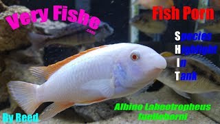 Albino Labeotropheus Fuelleborni - Species Highlight In Tank