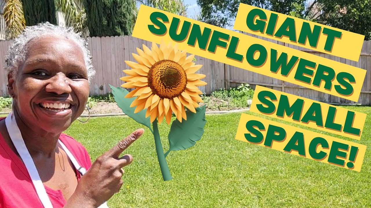 Grow GIANT Sunflowers Even in Small Spaces!