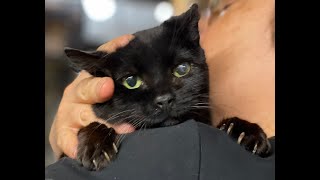 Molly Molasses Sweet Loving Shy Girl by Brooklyn Animal Action 75 views 2 years ago 4 minutes, 3 seconds