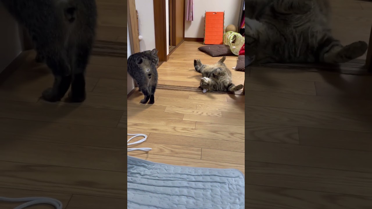 引越して1週間！だいぶ慣れたにゃん　旧居の時と変わらずに遊んでます❣️