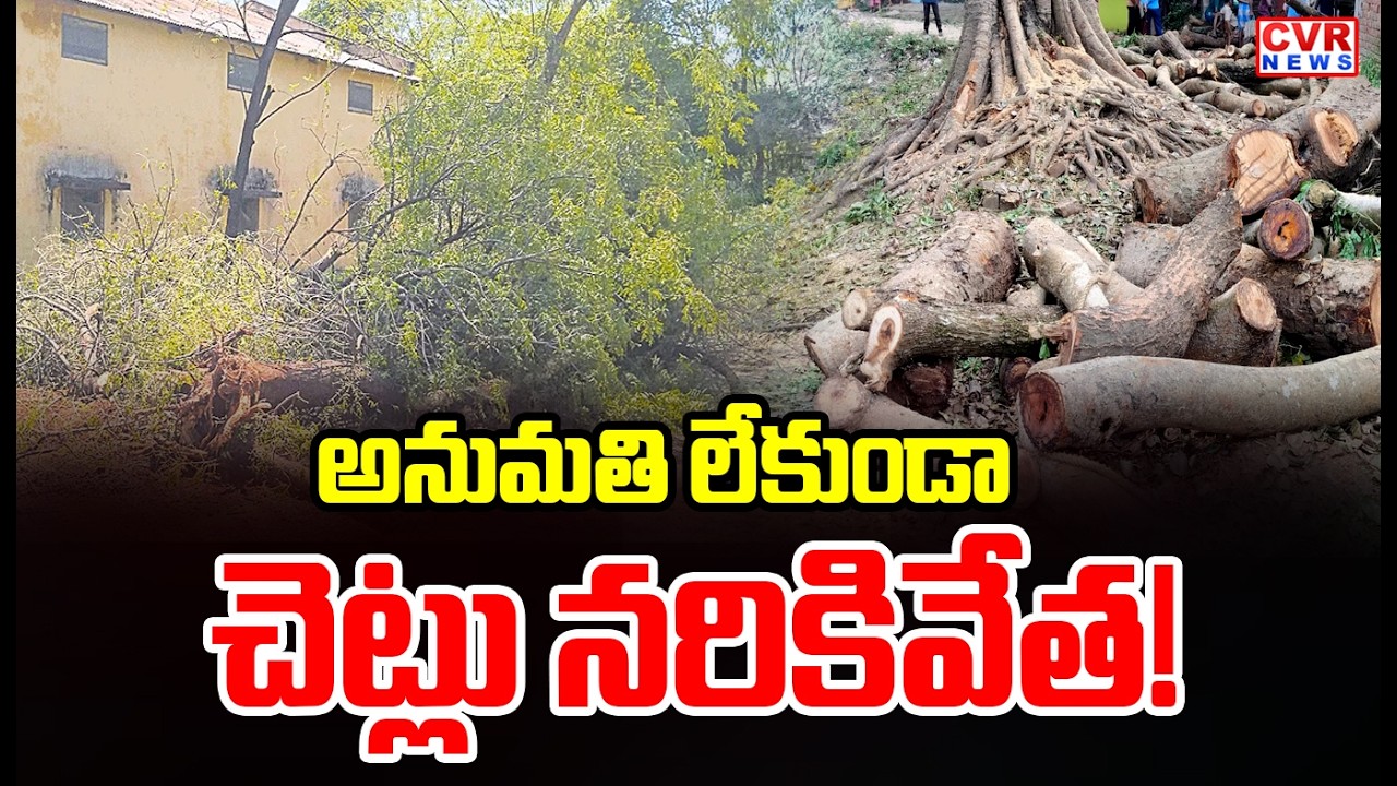 తిరుపతి జిల్లా రేణిగుంటలో ప్రభుత్వం అనుమతులు లేకుండా చెట్లు నరికివేత | CVR News