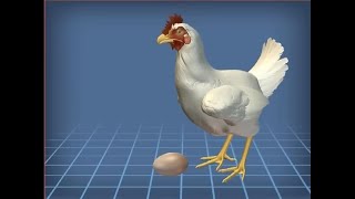 How chickens make an egg!