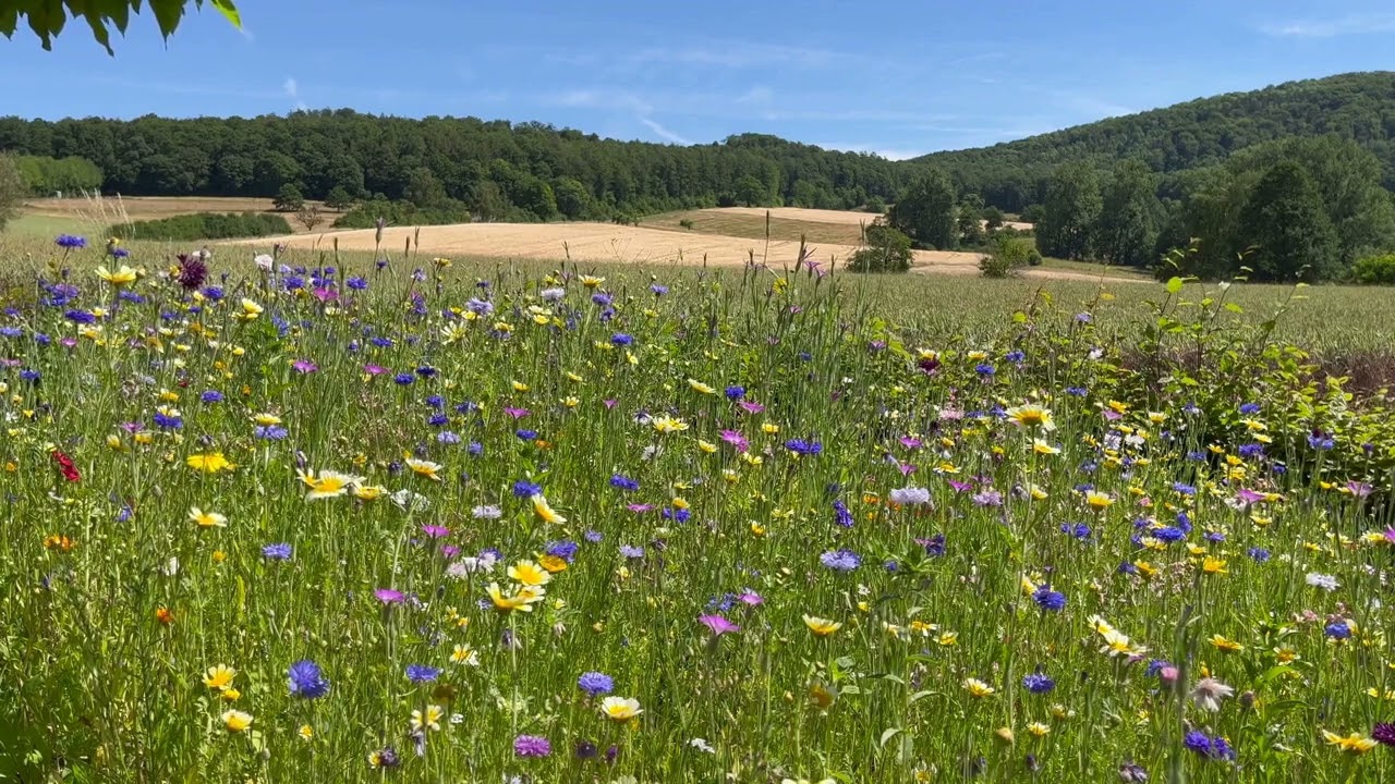 Peaceful Afternoon in the Meadow: Birds Singing and Insects Buzzing