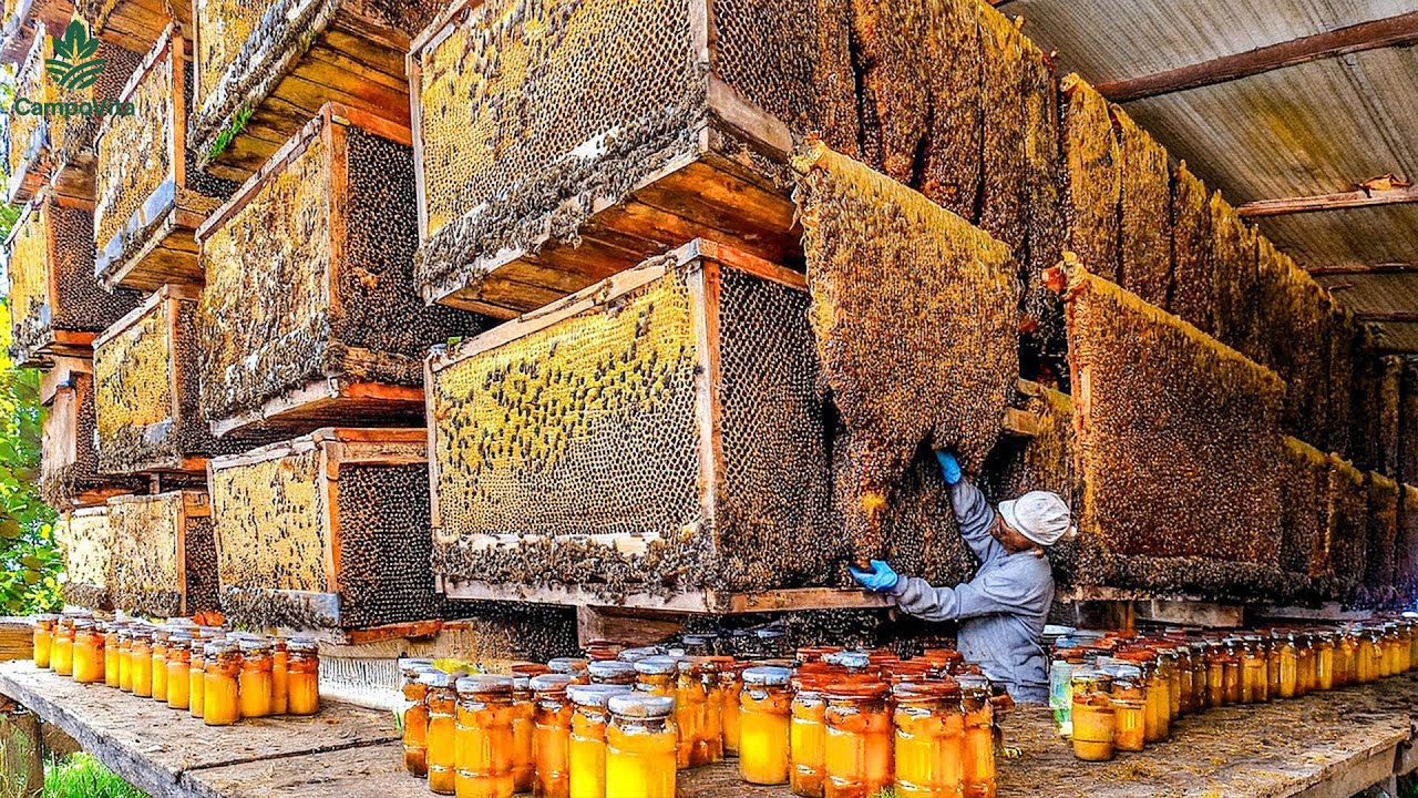 Dentro de las Mayores Granjas de Abejas: Billones de Abejas y Miel a Escala Industrial