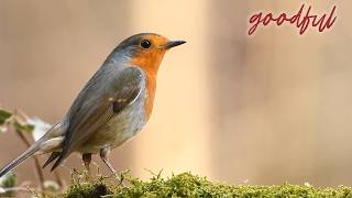 Peaceful Birdwatching Vibes | Goodful