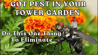 How I Protect My Hydroponic Crops- Without a Single Drop of Harmful Spray #garden #farming