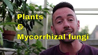 Mycorrhizal fungi and plant evolution