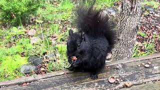 Petting a teeth chattering squirrel
