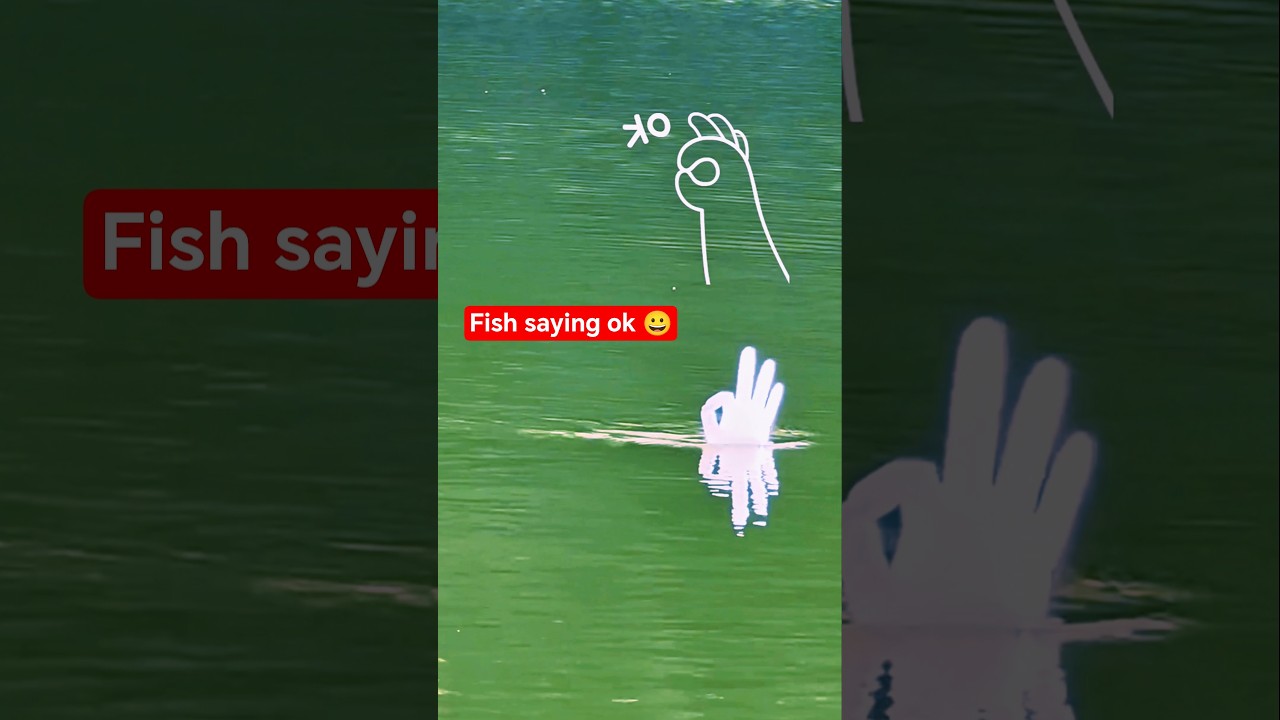 Fishing Gadget