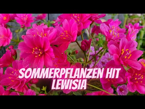 Video: Wie züchtet man Lewisia Cotyledon?