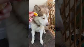 Guess Who Likes Citrus Fruit?#alaskanmalamutes #barfdiet #malamutelovers by BUBCvision 264 views 3 months ago 1 minute, 46 seconds