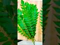 curry leaves fried crunchy 😋 #food #shorts #viralvideo ✨